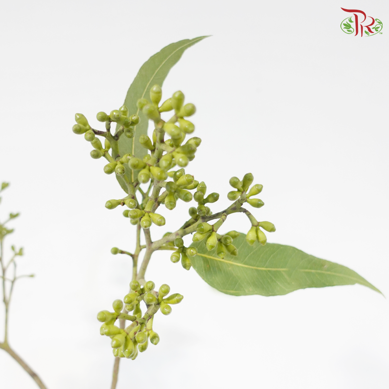 Eucalyptus Fresh Doll Cluster (5 Stems)