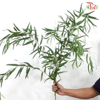 Eucalyptus Nicholii (Per Bunch)