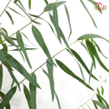 Eucalyptus Nicholii (Per Bunch)