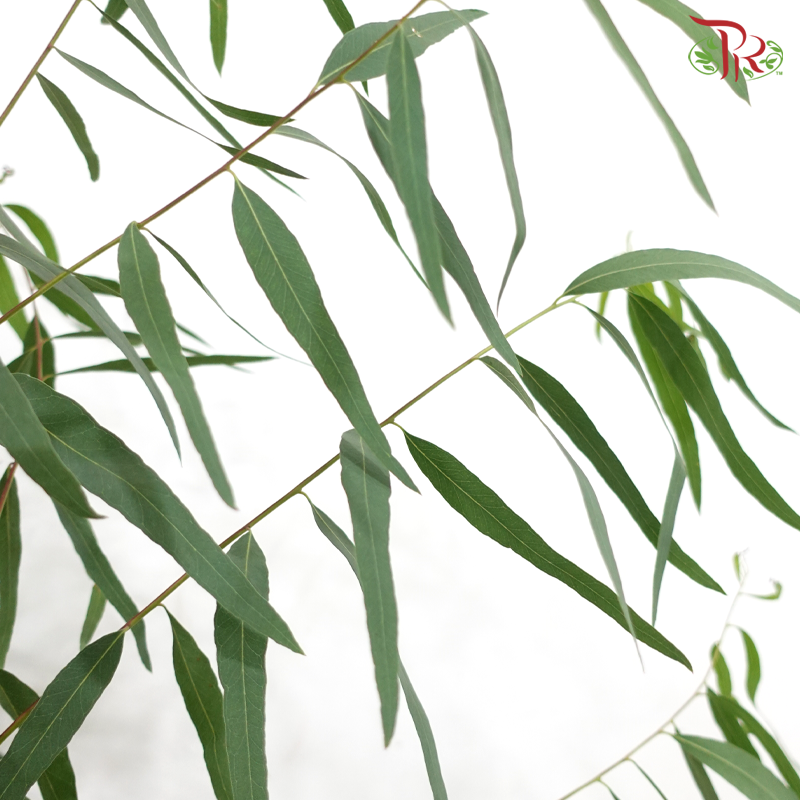 Eucalyptus Nicholii (Per Bunch)