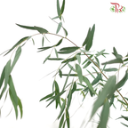 Eucalyptus Nicholii (Per Bunch)
