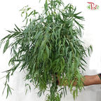 Eucalyptus Nicholii (Per Bunch)