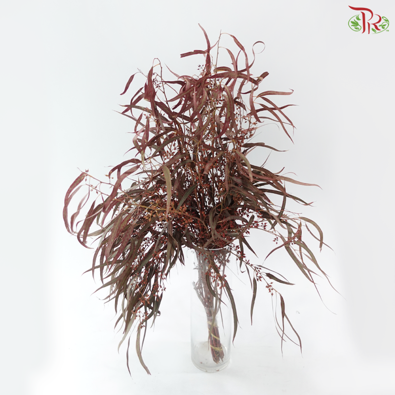 Eucalyptus With Berry - Dyed Red