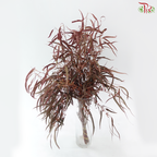 Eucalyptus With Berry - Dyed Red