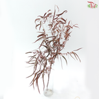 Eucalyptus With Berry - Dyed Red