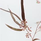Eucalyptus With Berry - Dyed Red