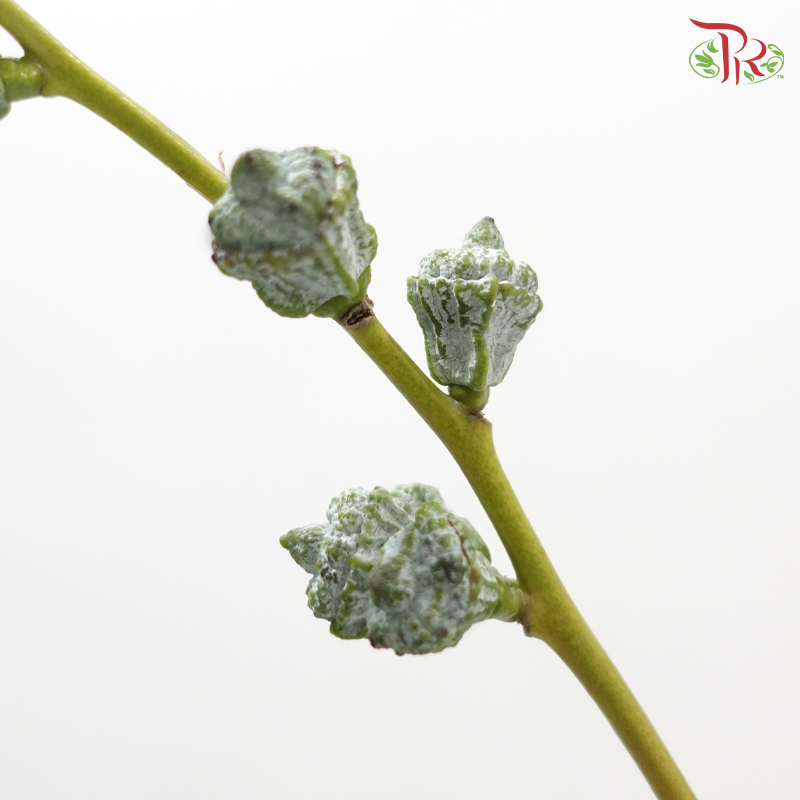 Eucalyptus Nut