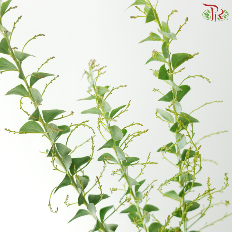 Eucalyptus Triangle