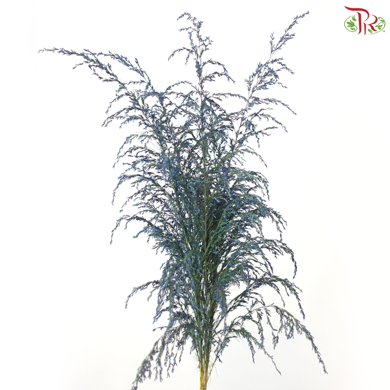 Eupatorium - Dyed Blue (5 Stems)