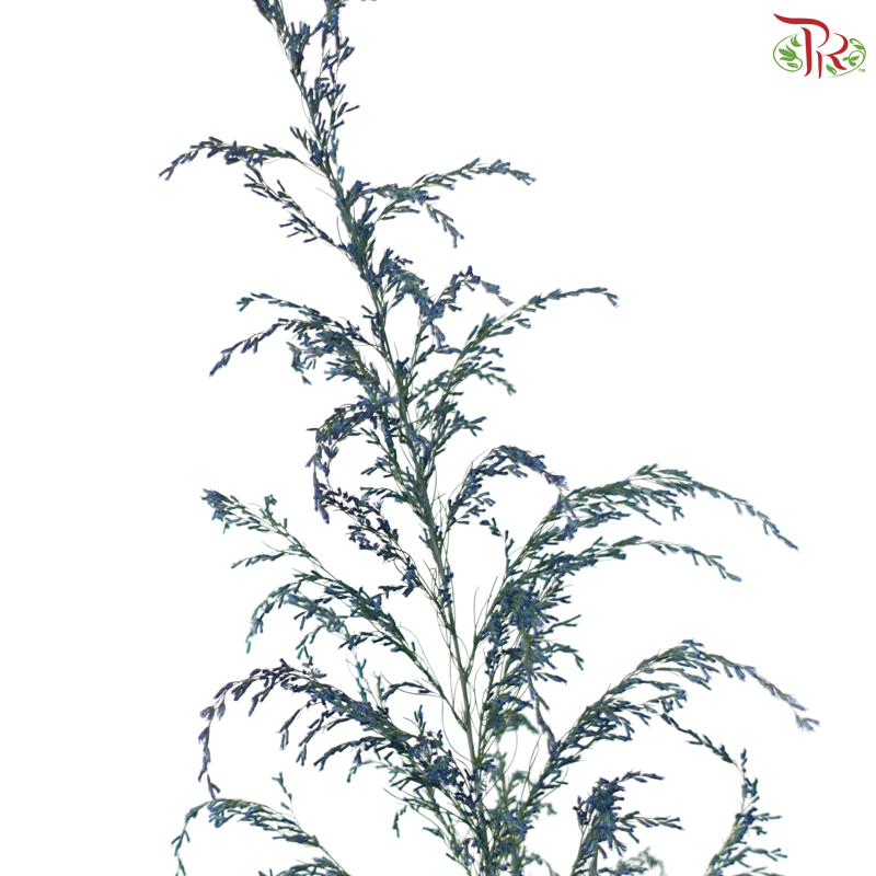 Eupatorium - Dyed Blue (5 Stems)