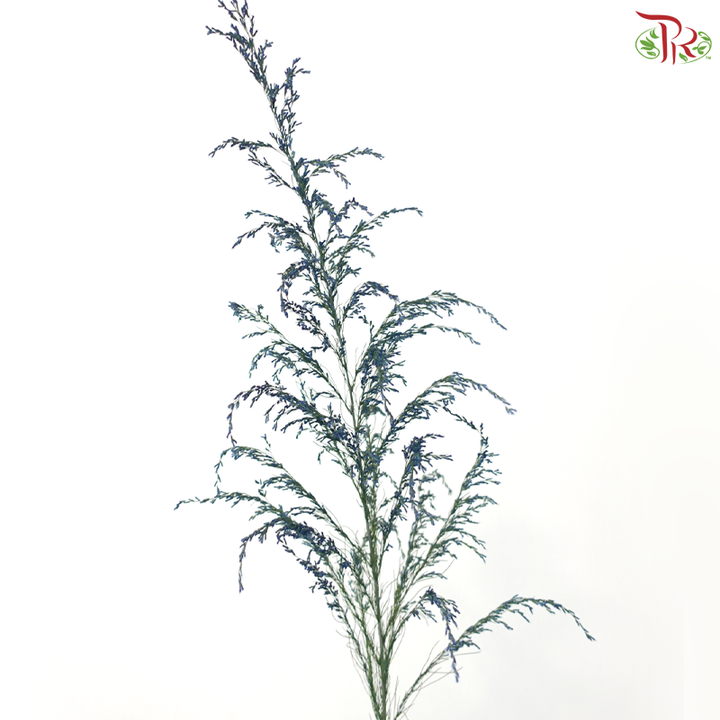 Eupatorium - Dyed Blue (5 Stems)