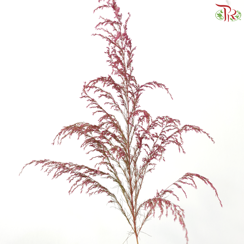 Eupatorium - Dyed Pink (5 Stems)