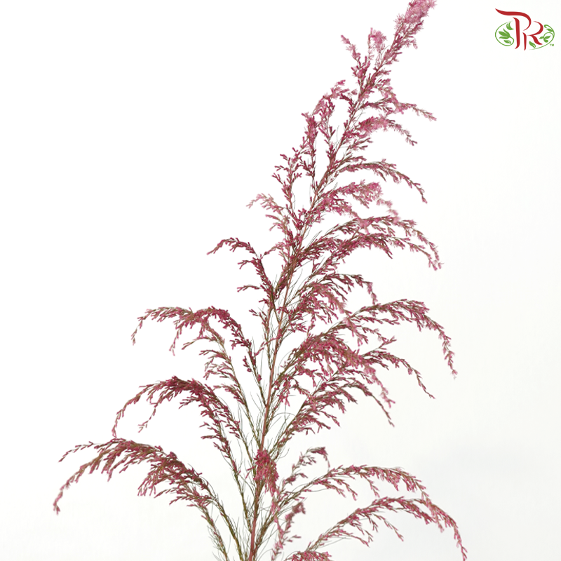 Eupatorium - Dyed Pink (5 Stems)