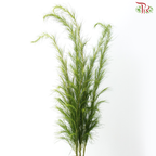 Eupatorium (5 Stems)