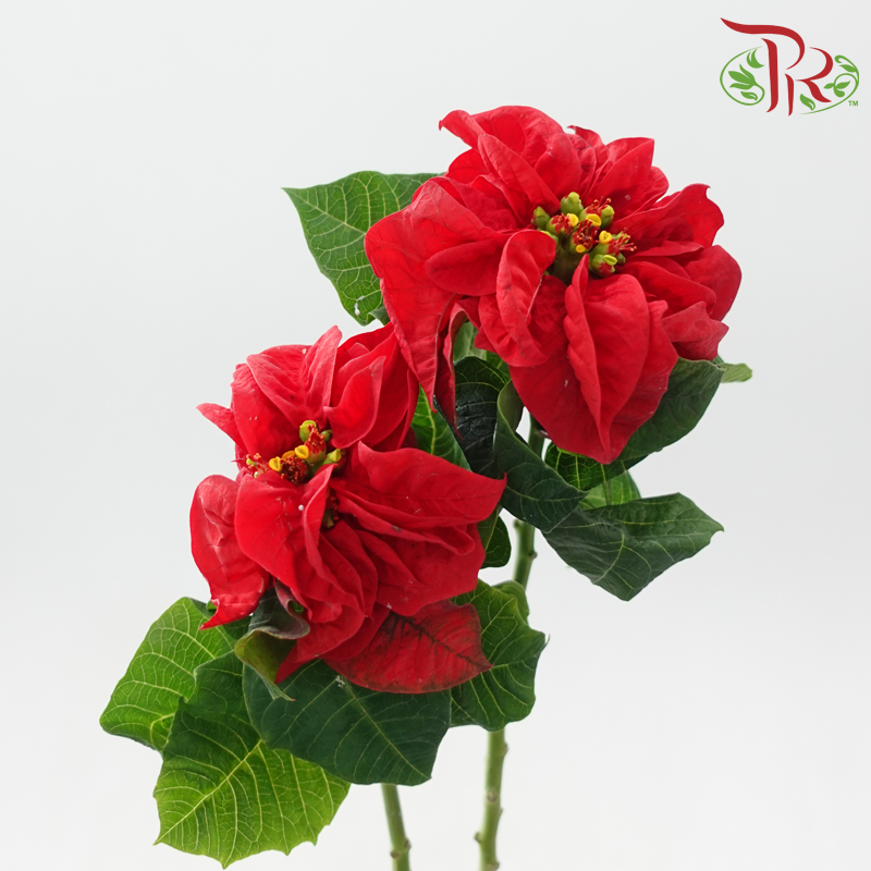 Euphorbia Pulcheerrima - Red (2 Stems)