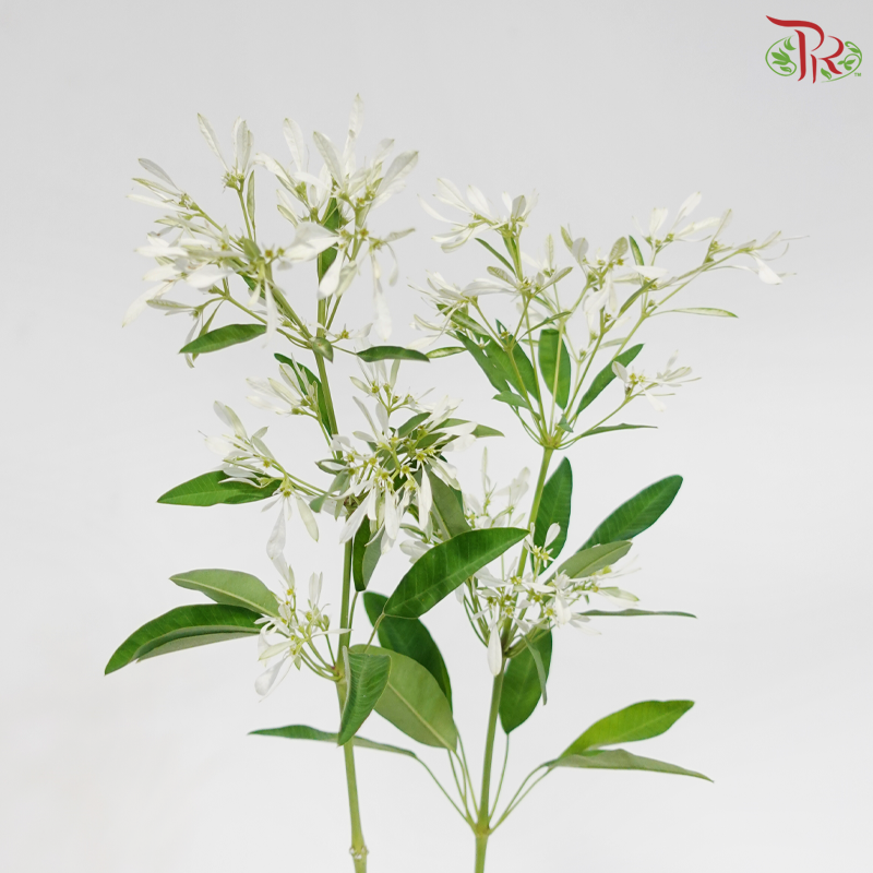 Euphorbia Leucocephala (2 Stems)