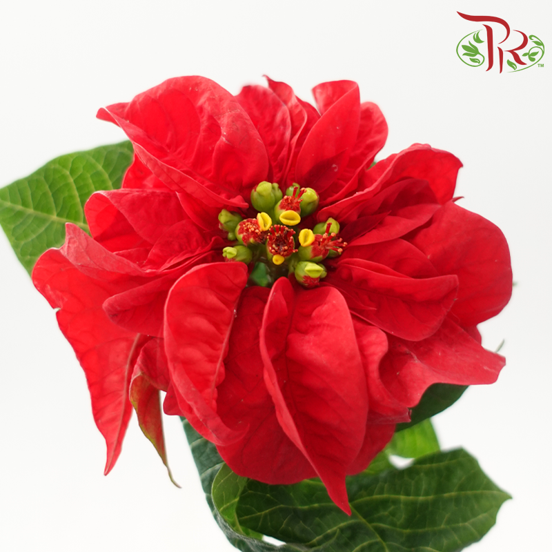 Euphorbia Pulcheerrima - Red (2 Stems)