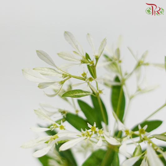 Euphorbia Leucocephala (2 Stems)