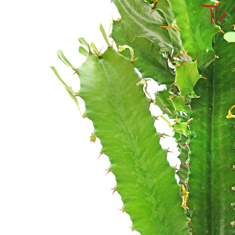 Euphorbia Acrurensis《三角树状大戟》 - Pudu Ria Florist