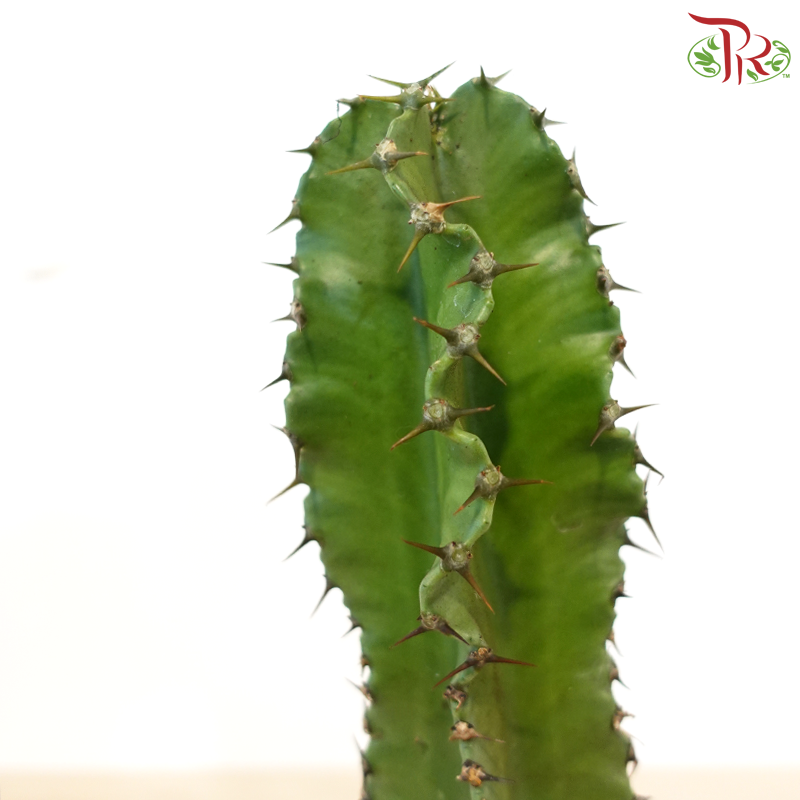 Euphorbia Lactea 120 - 35cm《麒麟大戟》