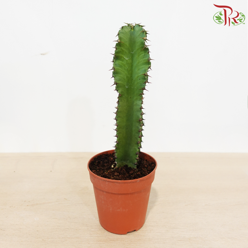 Euphorbia Lactea 120 - 35cm《麒麟大戟》