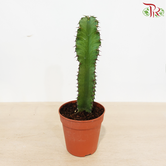 Euphorbia Lactea 120 - 35cm《麒麟大戟》