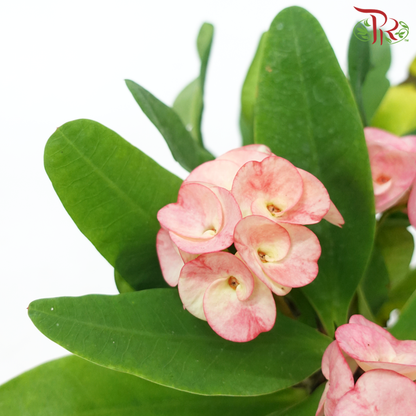 Euphorbia Milii《麒麟花》(RANDOMLY SELECTED) - Pudu Ria Florist