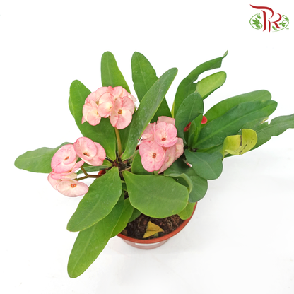 Euphorbia Milii《麒麟花》(RANDOMLY SELECTED) - Pudu Ria Florist