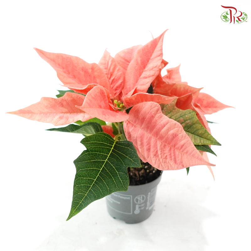 Euphorbia Pulcherrima - Pink Champagne《圣诞红》Medium Poinsettia - NL