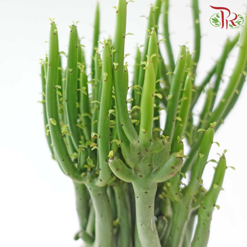 Euphorbia Tirucalli《绿珊瑚》