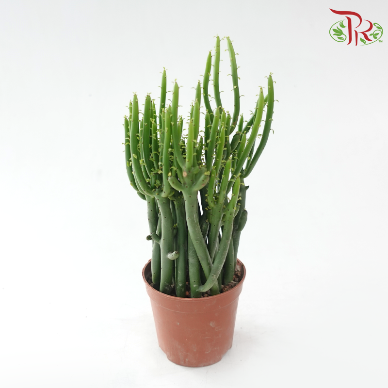 Euphorbia Tirucalli《绿珊瑚》