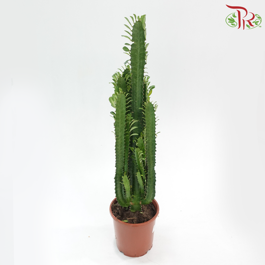 Euphorbia Trigona《三角大戟》170 - 70cm