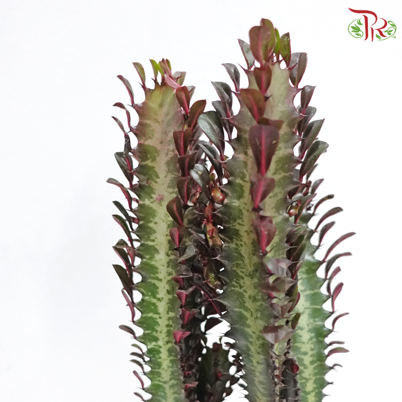 Euphorbia Trigona P120《龙骨柱》