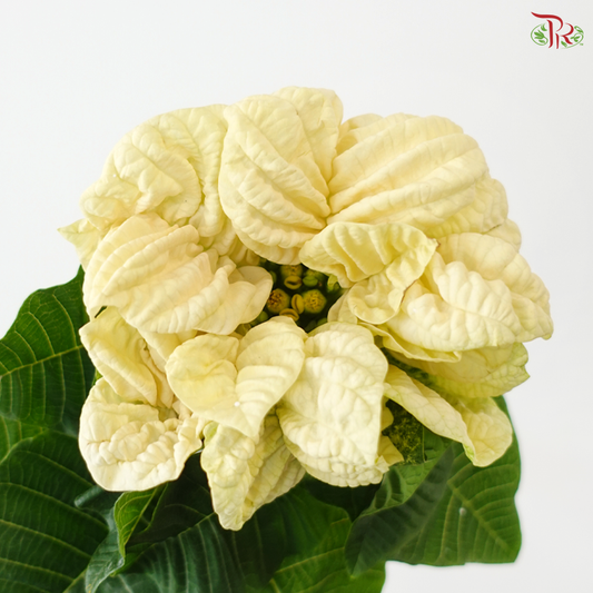 Euphorbia Pulcheerrima - Cream White (2 Stems)