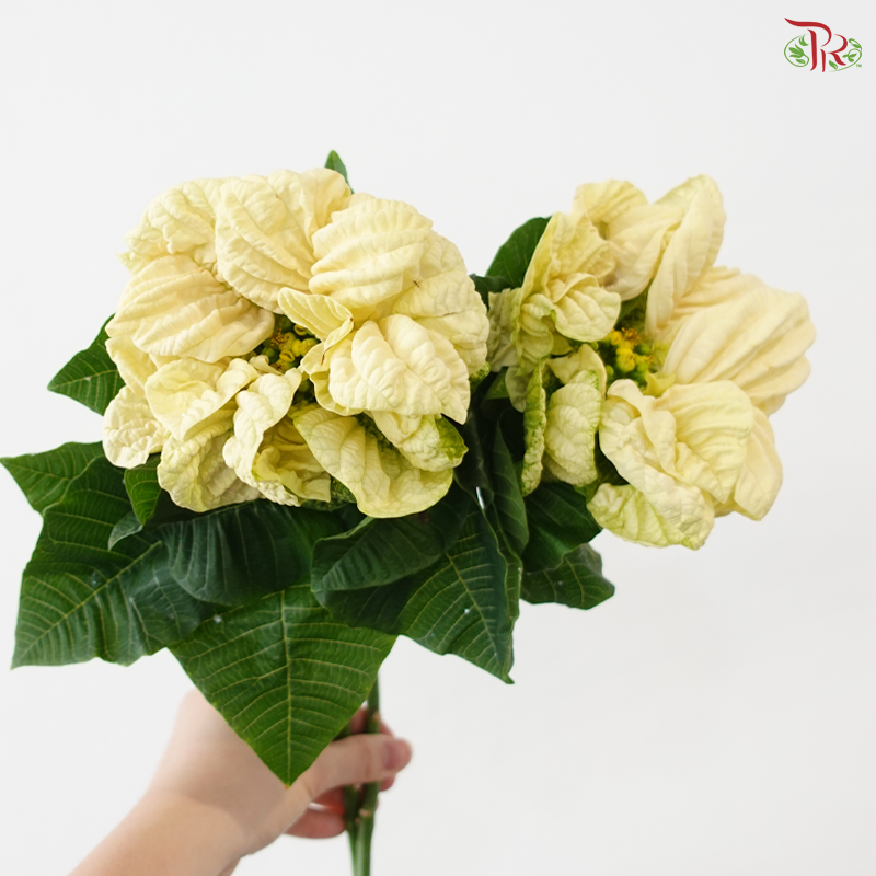 Euphorbia Pulcheerrima - Cream White (2 Stems)