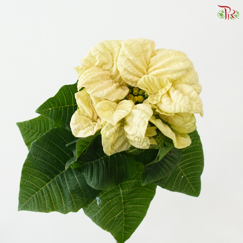 Euphorbia Pulcheerrima - Cream White (2 Stems)