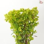 Euphorbia - (10 Stems)