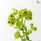 Euphorbia - (10 Stems)