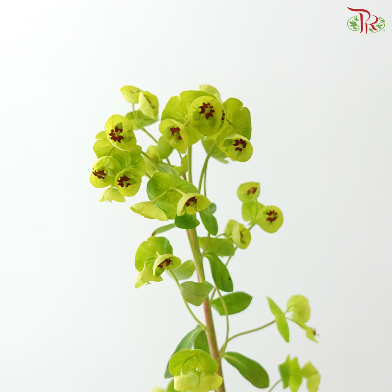 Euphorbia - (10 Stems)