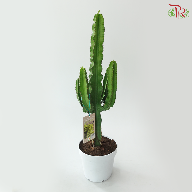 Euphorbia Candelabrum 170 - 60cm《华烛麒麟》