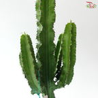 Euphorbia Candelabrum 170 - 60cm《华烛麒麟》