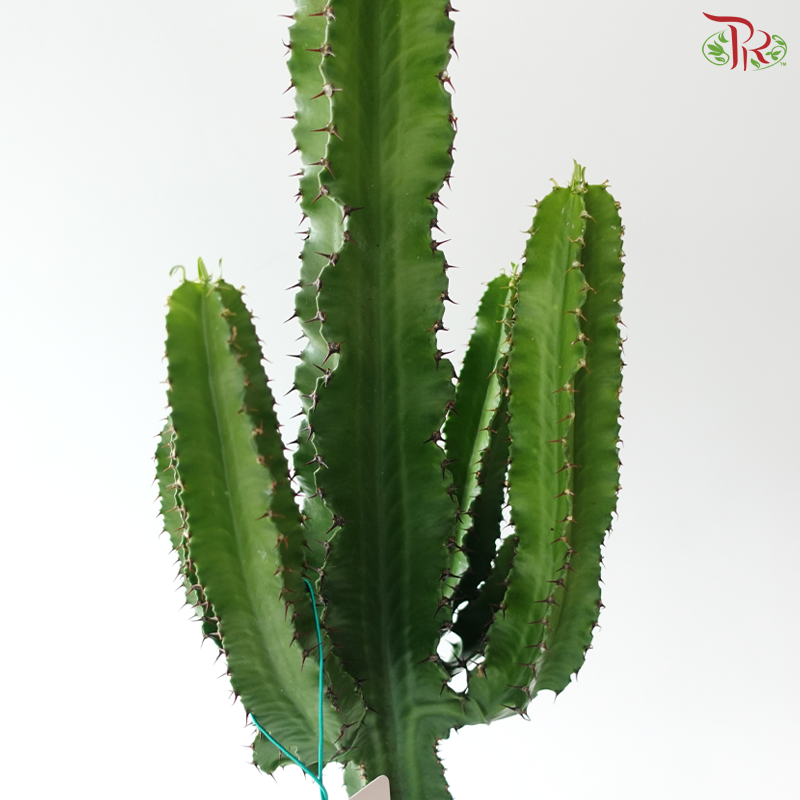 Euphorbia Candelabrum 170 - 60cm《华烛麒麟》