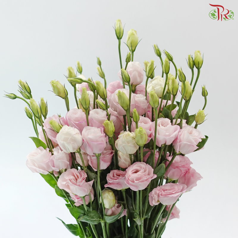 Eustoma - Blush Pink (Per Bunch)