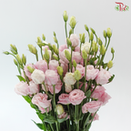 Eustoma - Blush Pink (Per Bunch)
