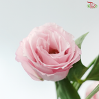 Eustoma - Blush Pink (Per Bunch)