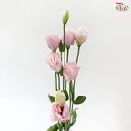 Eustoma - Blush Pink (Per Bunch)