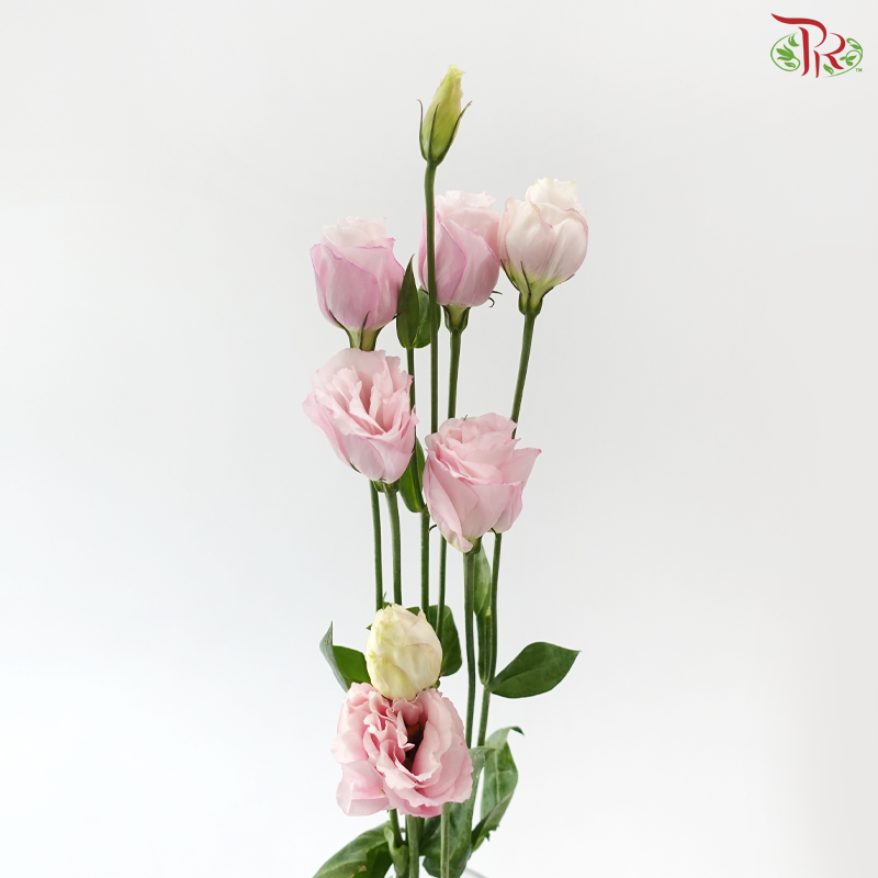 Eustoma - Blush Pink (Per Bunch)
