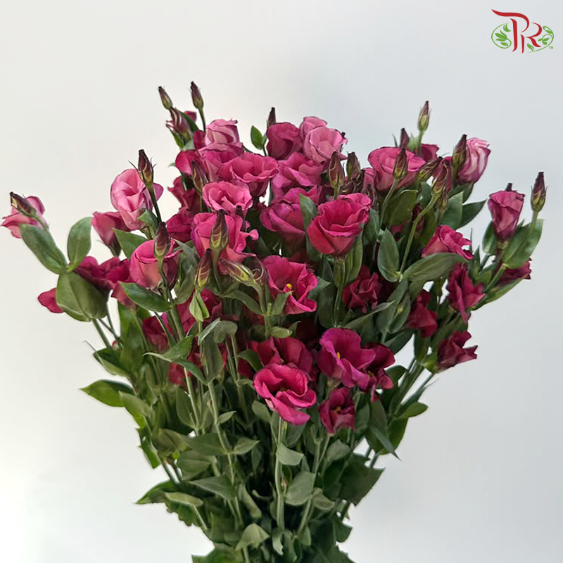 Eustoma - Jade Red 流玉红 (Per Bunch)