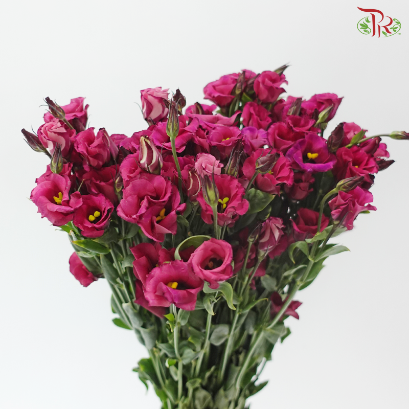 Eustoma Star - Crimson Jewel 琳琅绯 (Per Bunch)