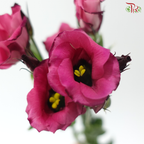 Eustoma Star - Crimson Jewel 琳琅绯 (Per Bunch)